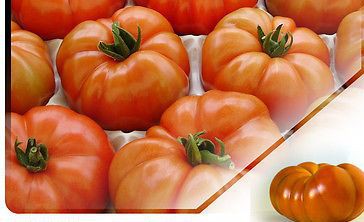 Semillas de nuestra tierra: Tomates y pimiento