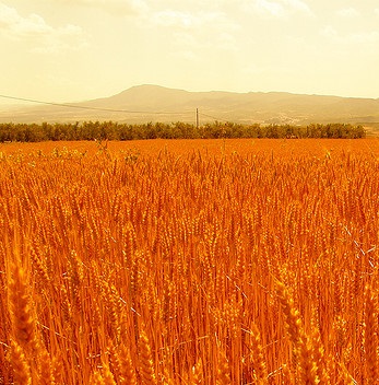 Nuestras Semillas: El Trigo Rojo de Sabando.